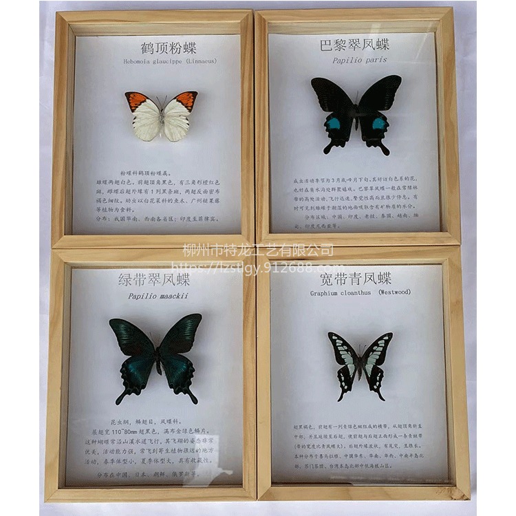 昆虫标本 蝴蝶标本 实木标本相框 密封性好  学校生物教学 幼儿园教学展示  可定做