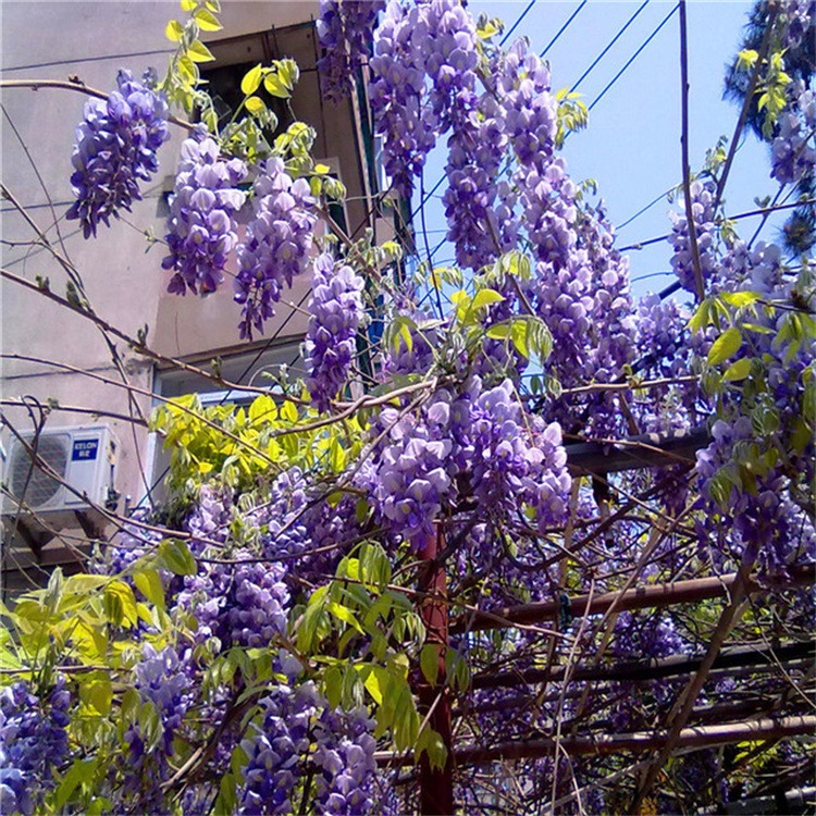 紫藤花树苗盆栽攀援花卉爬藤植物庭院藤本植物攀爬树苗