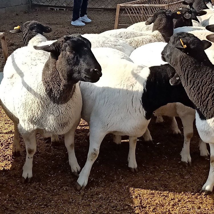黑头杜泊羊报价 通凯 厂家出售 黑头杜泊羊价格 纯种杜泊羊养殖基地示例图2