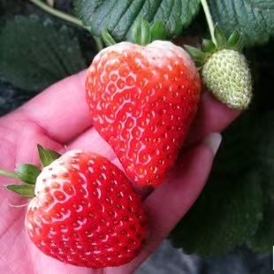 越秀草莓苗奶油草莓苗穴盘苗，基质苗南北方种植