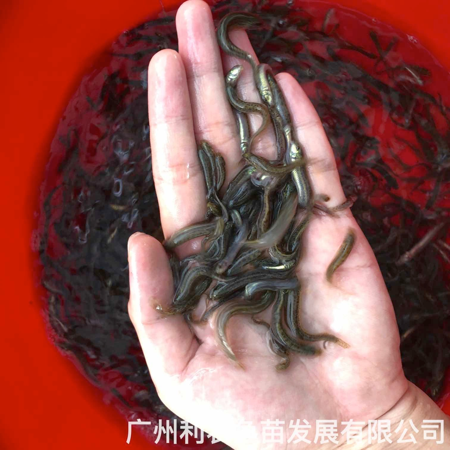 台湾泥鳅苗批发价格泥鳅鱼苗出售台湾泥鳅苗种苗大量供应图片