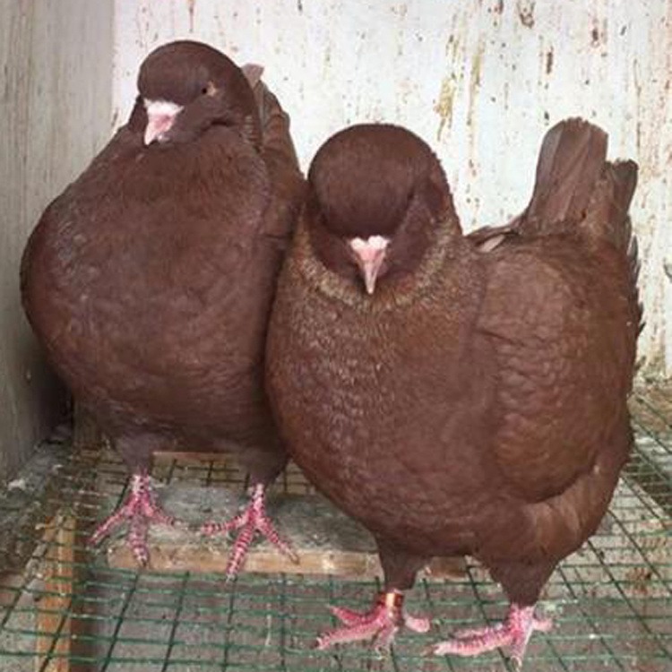 红色的元宝鸽养殖场 元宝鸽种鸽子 元宝鸽一对小鸽