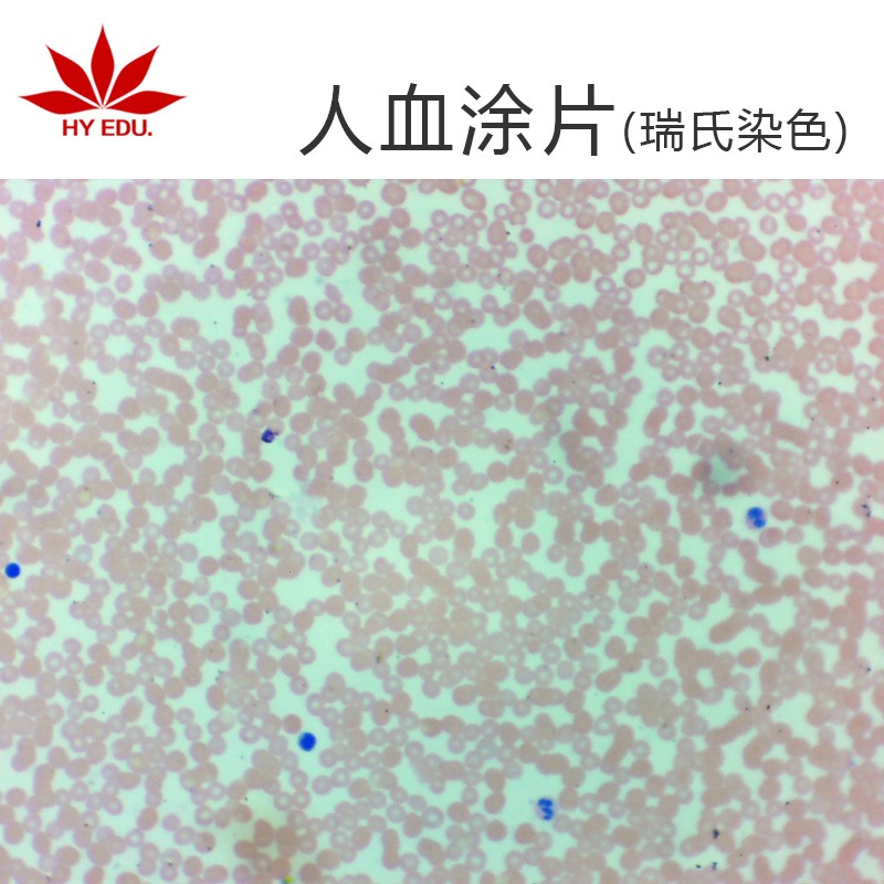 人血涂片瑞氏染色 高教标准 显微镜玻片 组织细胞 生物切片 成像清晰