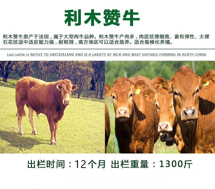大型西门塔尔牛 西门塔尔牛养殖利润分析 通凯出售示例图5