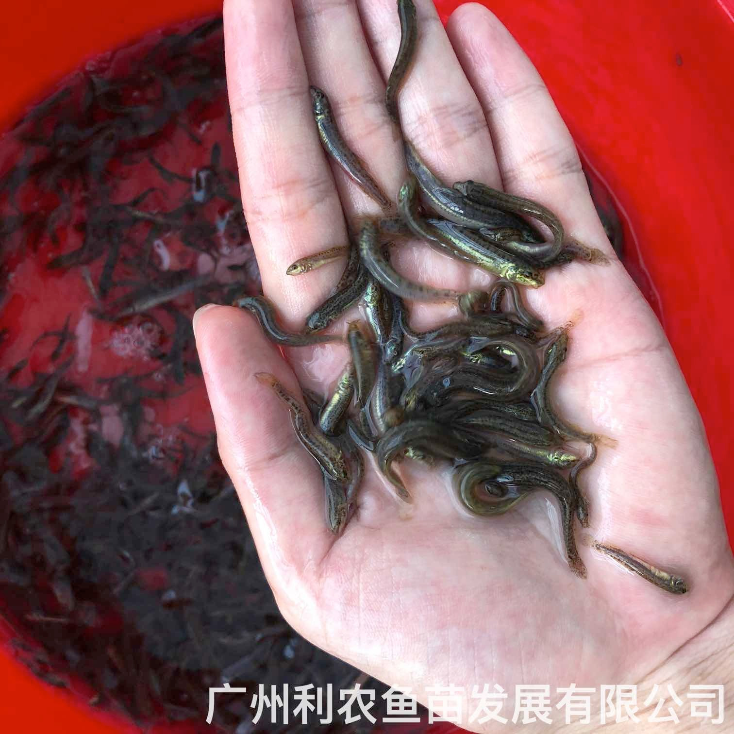番禺台湾泥鳅苗出售高州泥鳅鱼苗批发