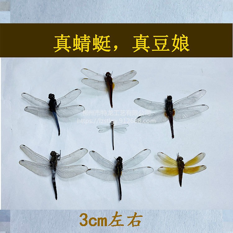 天然真蜻蜓豆娘标本已展翅学校科普教学标本馆科普馆博物馆蝴蝶馆展示图片