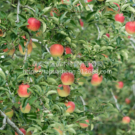 黑钻苹果苗品种纯正，提供技术指导嘎啦苹果苗南北方分类种植