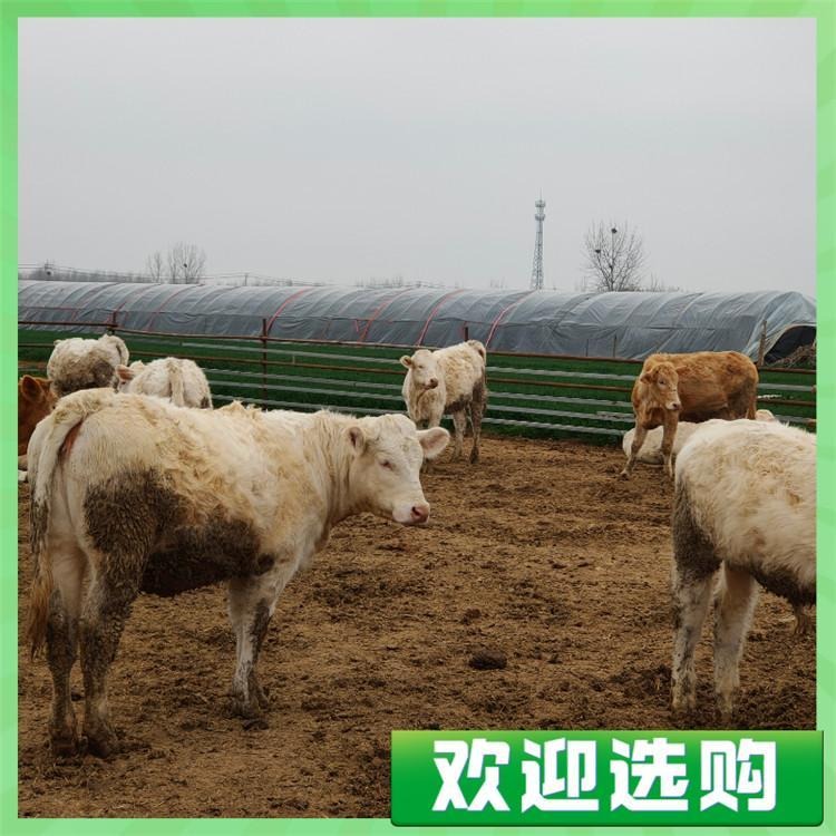 河南养牛基地 yq/运起 改良牛犊厂家 黄牛厂家 价格优惠图片