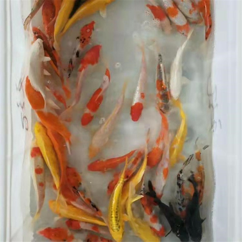 黑金锦鲤 红白 正大三色锦鲤鱼苗长期有货源 多种规格提供图片