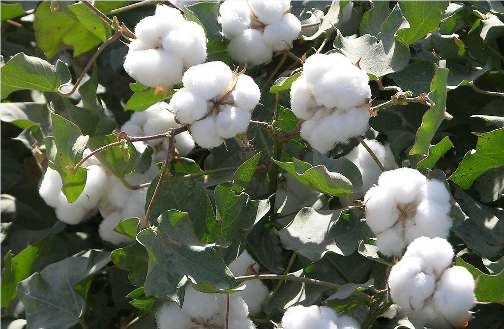 鲁棉338  338  棉花种子  转基因抗虫棉  棉花  种子