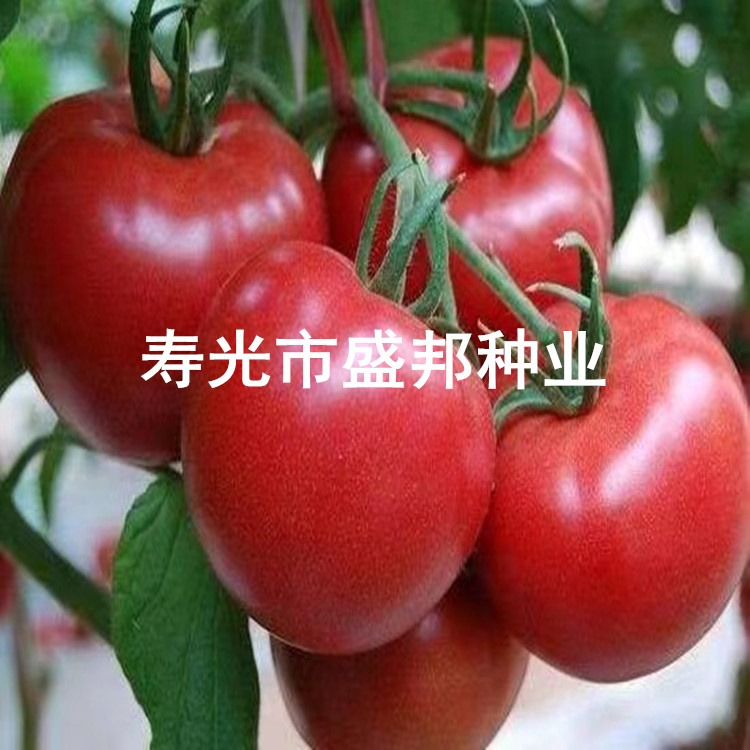 凯德雅丽1832 越冬西红柿品种 大果型番茄   早熟 抗病性好 耐裂