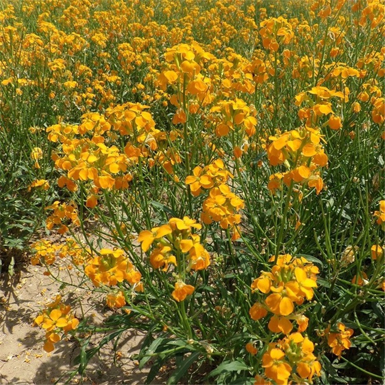 七里黄种子多年生不择土壤光照生命力强花期长耐寒花卉种子盆栽园
