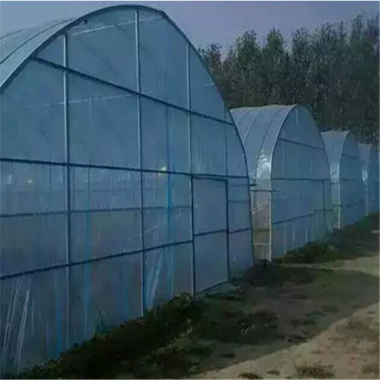蓝莓苗种植大棚 传统的农业温室工程设计公司 旭航温室工程建设厂家图片