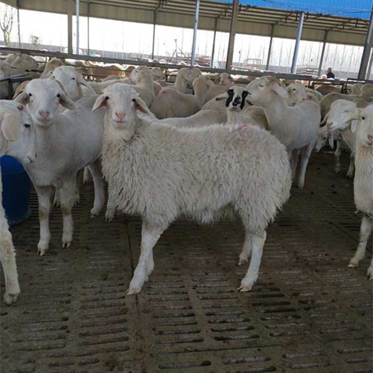 小尾寒羊肉羊养殖场 现代 高腿多产小尾寒羊羊羔 新疆小尾寒羊 价格优