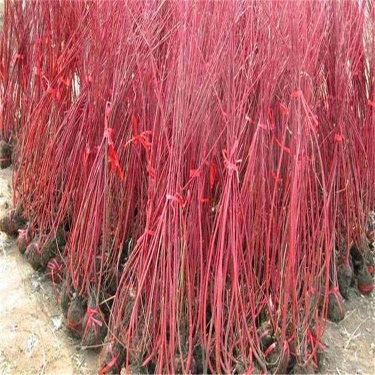 新疆红瑞木价格红瑞木3分支以上绿化苗木基地直销高度50cm图片