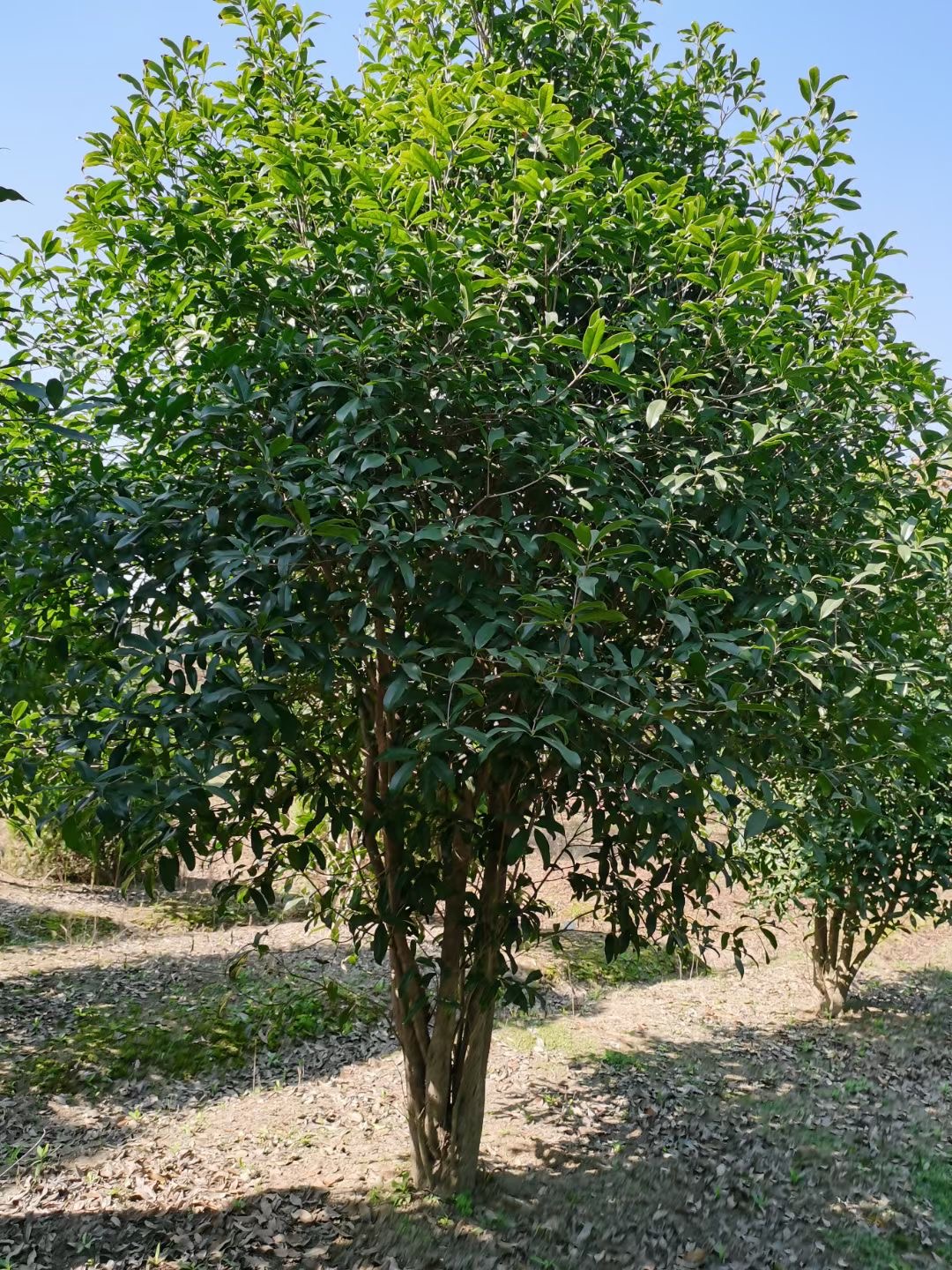 大量供应绿化苗木5-30厘米桂花树厂家批发
