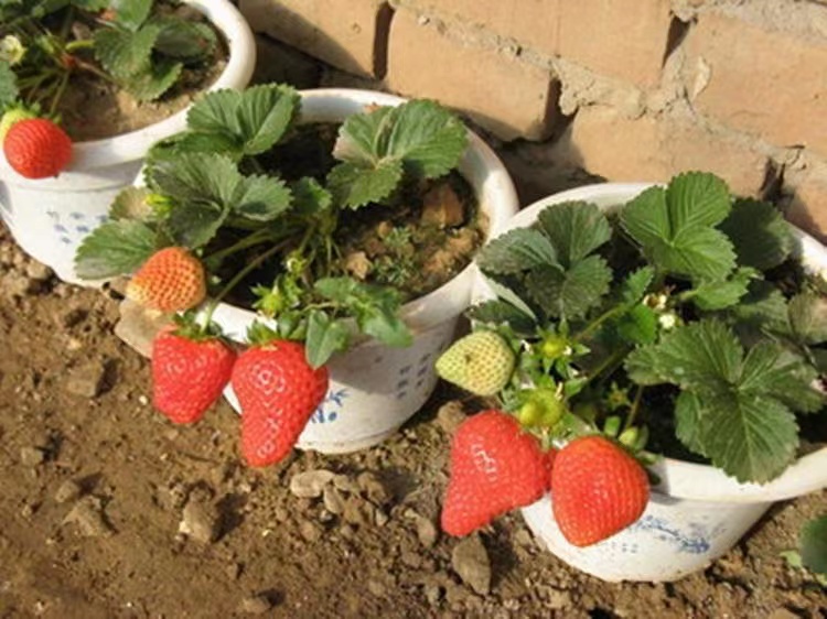 妙7草莓苗妙7草莓苗南北方种植大棚种植