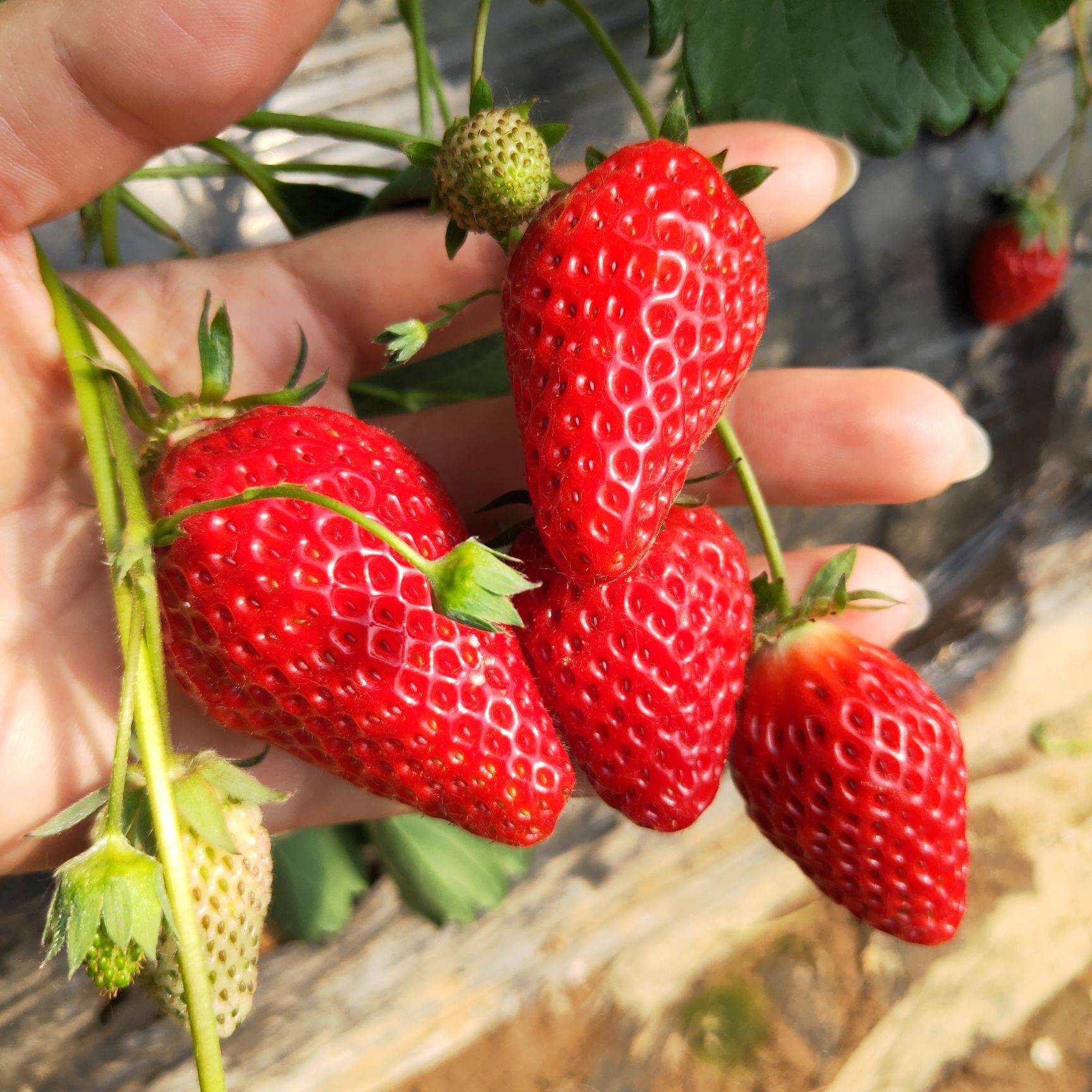 越秀草莓苗淡雪草莓苗脱毒草莓苗大棚种植