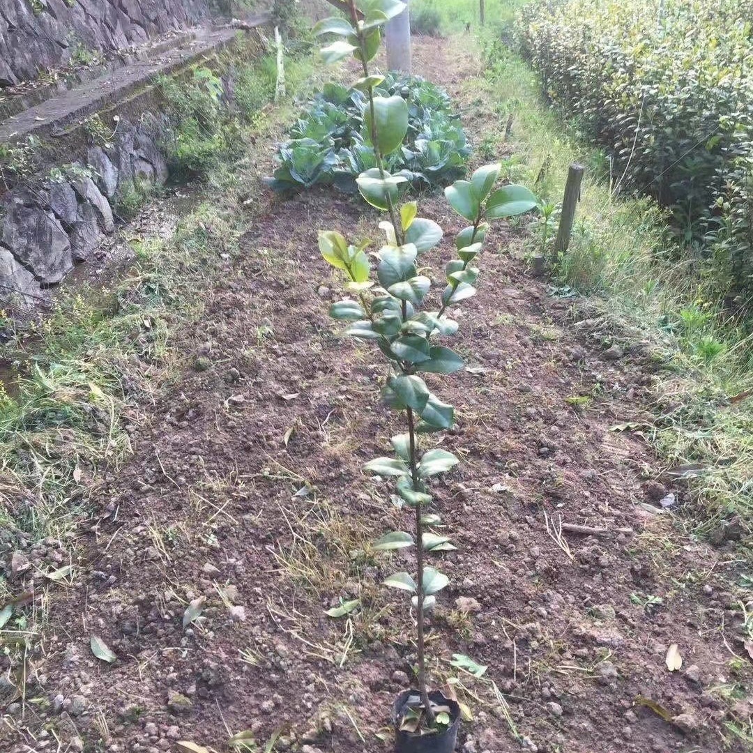 茶花小苗 5公分高杆茶花树长期批发 贵州苗圃可培育