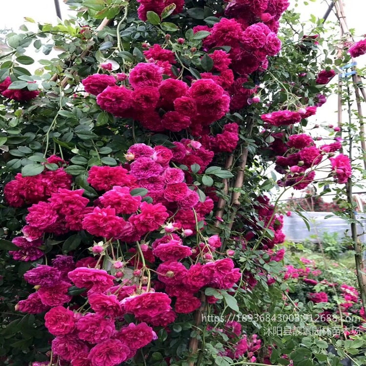 红木香花1.4米长价格 庭院围墙爬藤四季木香产地 藤本爬藤植物批发
