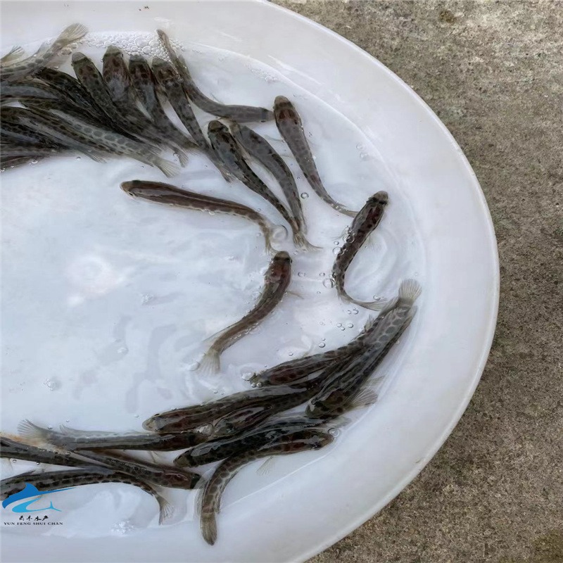 生鱼  财鱼 杂交黑鱼苗人工饲养  活体运输黑鱼苗图片