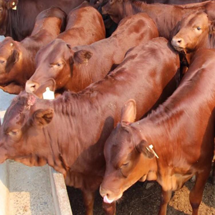 鲁西黄肉牛养殖场 改良利木赞牛厂家 小黄牛养殖场基地 鼎荣 活体批发
