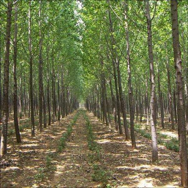 杨树苗 8cm现货供应杨树苗 基地速生杨白杨树小苗 植树造林 各种规格 量大优惠