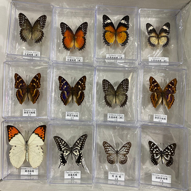 100种蝴蝶标本  昆虫标本  蝴蝶分类标本 科普展示   学校教学演示器材   厂家制作批发