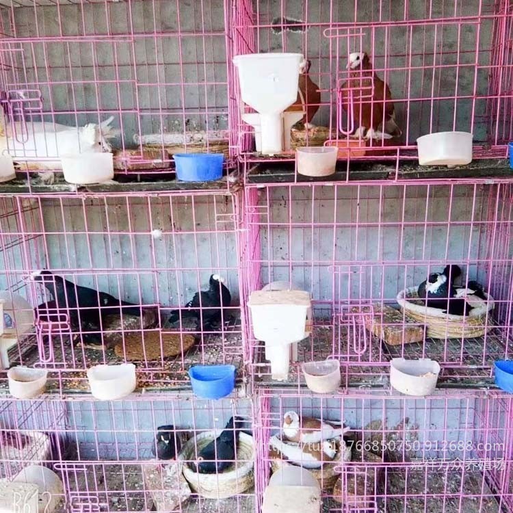 辽宁观赏鸽养殖场 观赏鸽品种种类价格   好看的观赏鸽品种