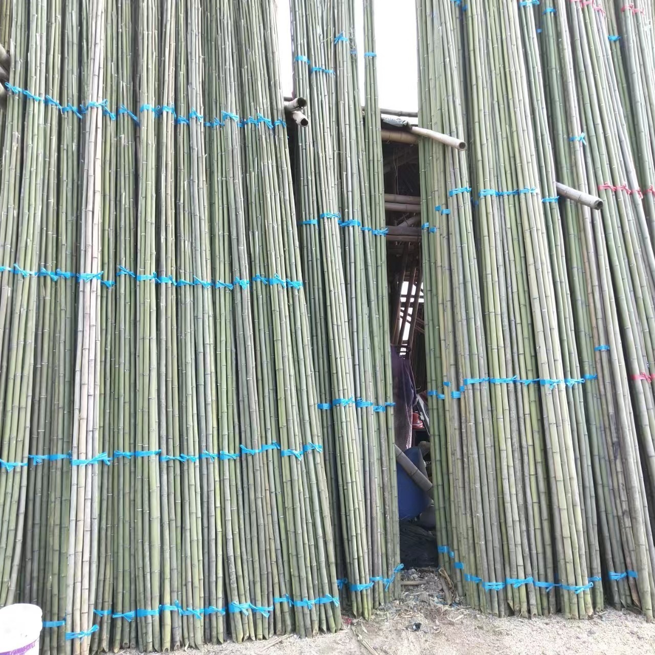 厂家销售毛竹 农用竹竿 大棚小竹杆7米大棚竹杆 绿化用竹梢,规格齐全图片