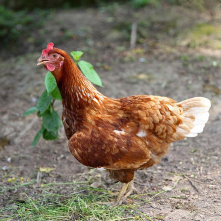 陕西海兰蛋鸡产褐壳鸡蛋120天开产保90以上产蛋率红羽黄脚海兰褐青年鸡