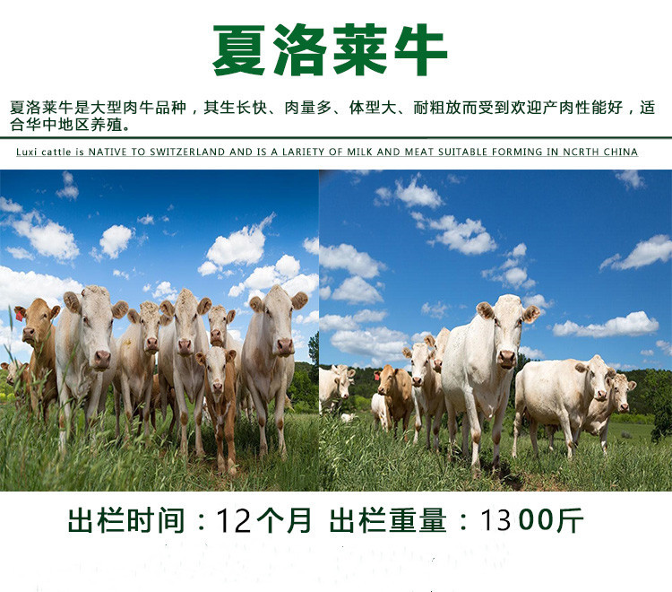 贵州省西门塔尔牛养殖基地 西门塔尔小肉牛犊子价格 通凯 西门塔尔牛幼牛批发示例图3