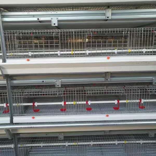 信必达 层叠式肉鸡笼 养殖场专用繁育笼具 框架肉鸡笼