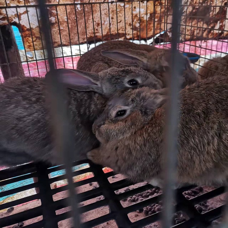 兔子养殖场 种兔养殖场 一只种兔价格图片