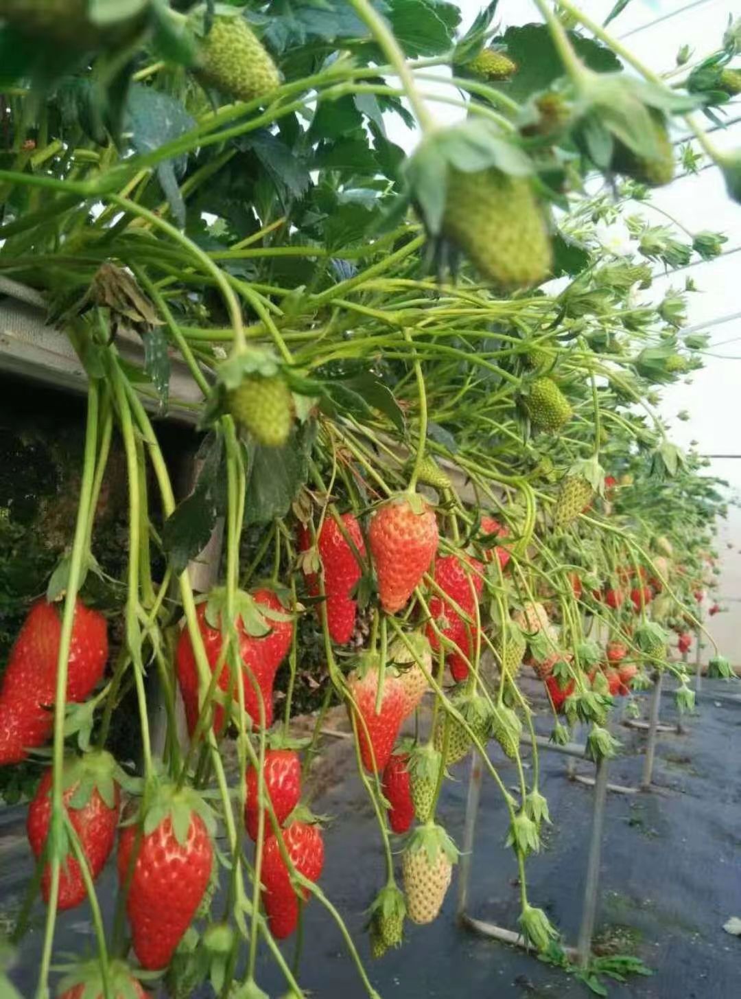 随珠草莓苗奶油草莓苗穴盘苗，基质苗大棚种植