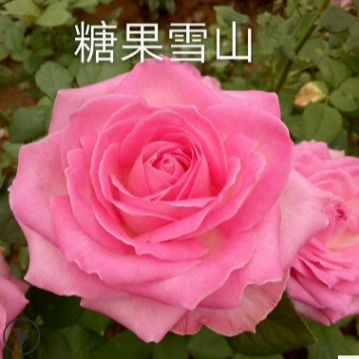 四季玫瑰苗 高50公分四季玫瑰苗价格