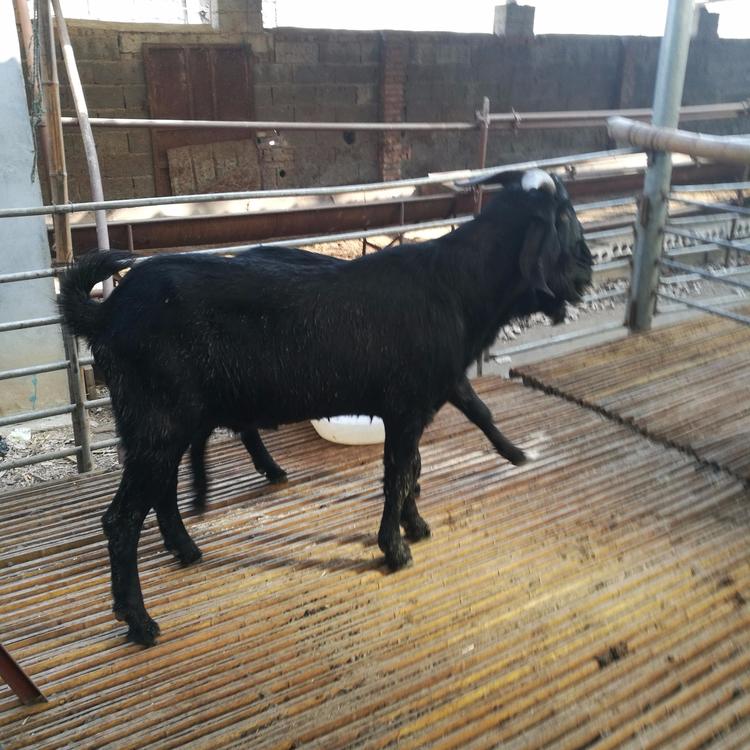 肉羊苗批发报价 黑山羊怀孕母羊价格 3-6个月龄黑山羊羊羔价格 现代 常年批发