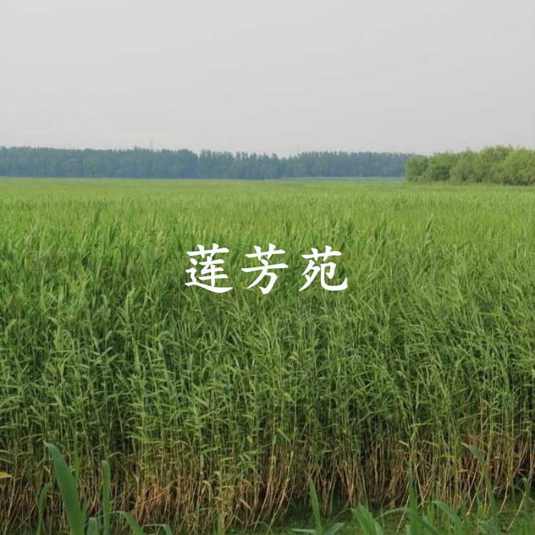 芦苇种子批发 芦苇种苗厂家 销售多种水生植物 量大优惠
