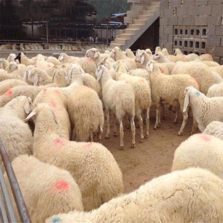 5个月改良小尾寒羊羊羔 现代 山东小尾寒羊养殖场 小尾寒羊羊羔出售 量大价优图片