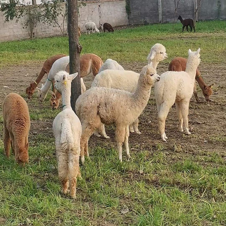 宁夏羊驼活体出租出售 广西羊驼养殖厂家 北京羊驼租赁的地方