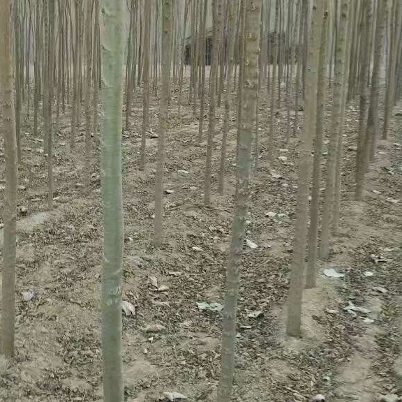 地锦苗木批发造林榆树苗 3-5公分白榆树根系发达