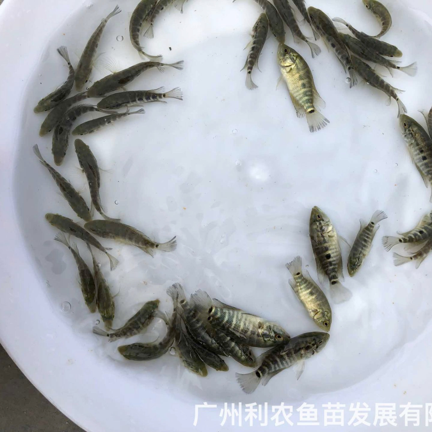 广西防城港淡水花斑鱼苗出售广西贺州石斑鱼苗批发价格