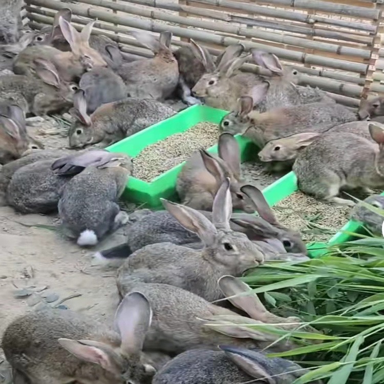 贵州獭兔种兔养殖场 湖北兔子养殖基地 甘肃兔子价格图片