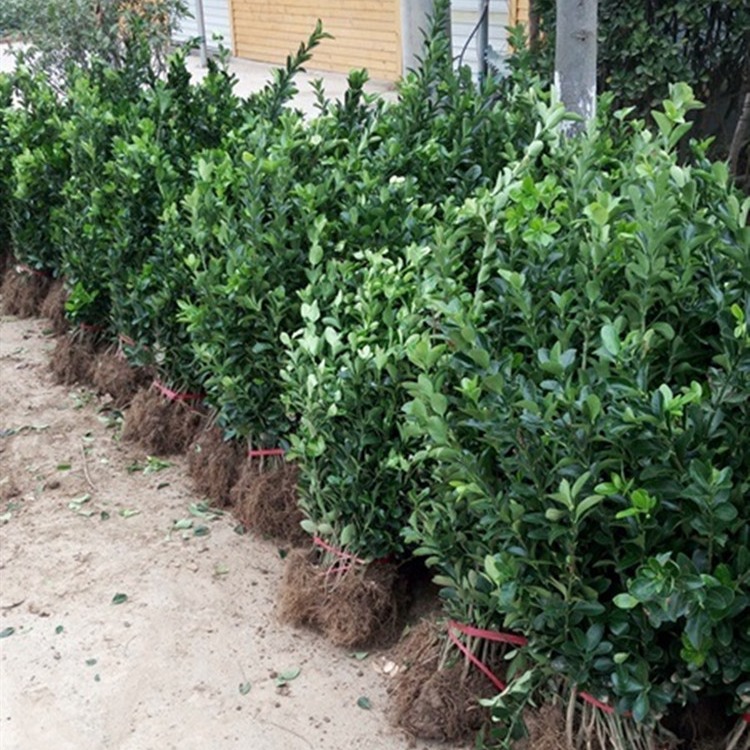自产自销 大叶黄杨 四季常绿灌木或小乔木 株高40-50厘米 根系发达 规格齐全