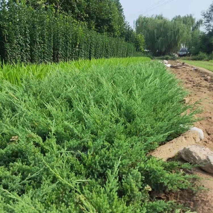 铺地柏绿篱用 四季常青铺地柏 工程绿化苗木地被植物 培育基地图片