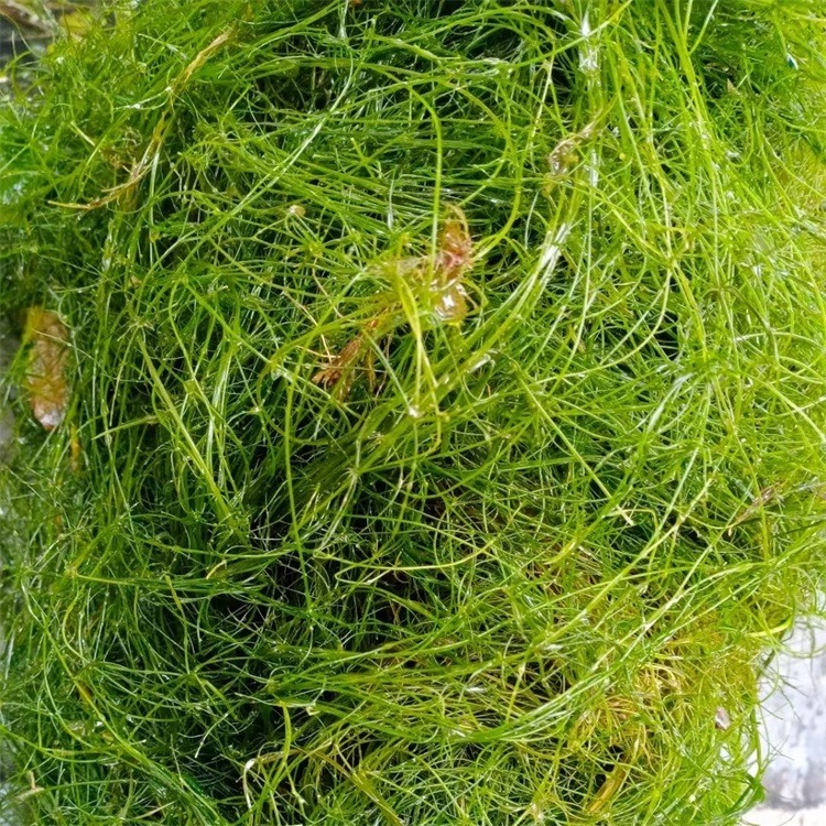 多年生小茨藻批发 沉水植物小茨藻厂家
