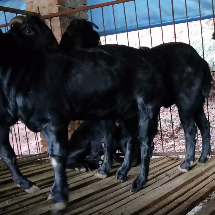 黑山羊活苗 多品种肉羊苗价格 黑山羊母羊价格 现代 活体批发