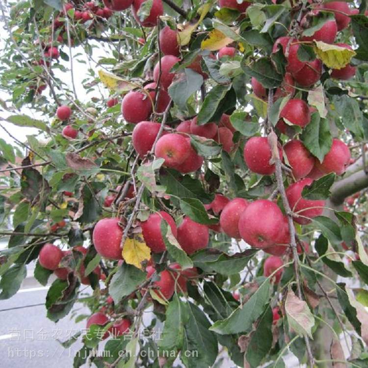 苹果苗批发 乙女小苹果苗出售 乙女苹果树苗市场价格