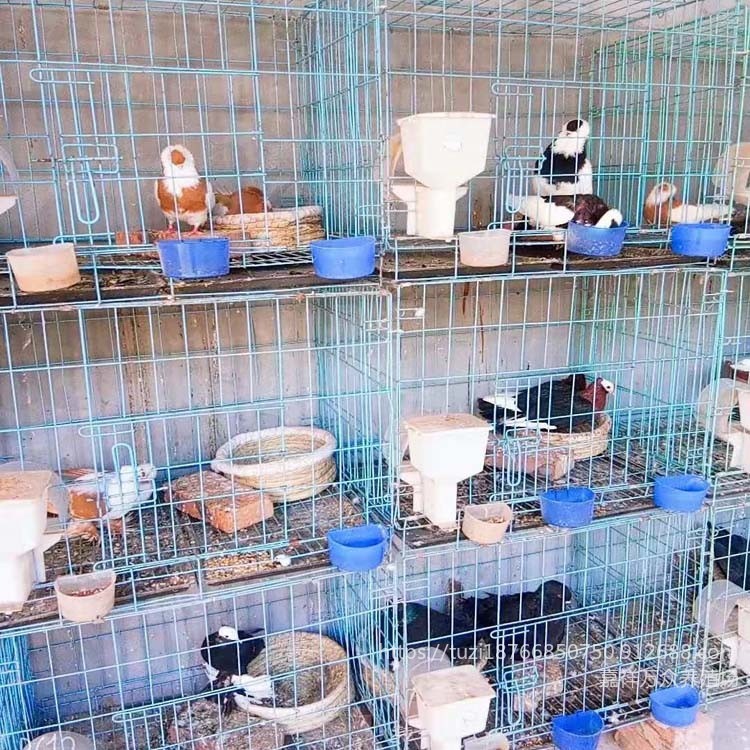 贵州观赏鸽养殖场 欣赏鸽品种种类  观赏鸽欣赏鸽品种图片