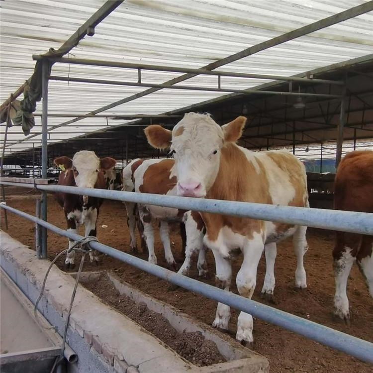 通凯养殖场 300斤安格斯牛一头价格 300斤货到付款 黑安格斯牛养殖基地